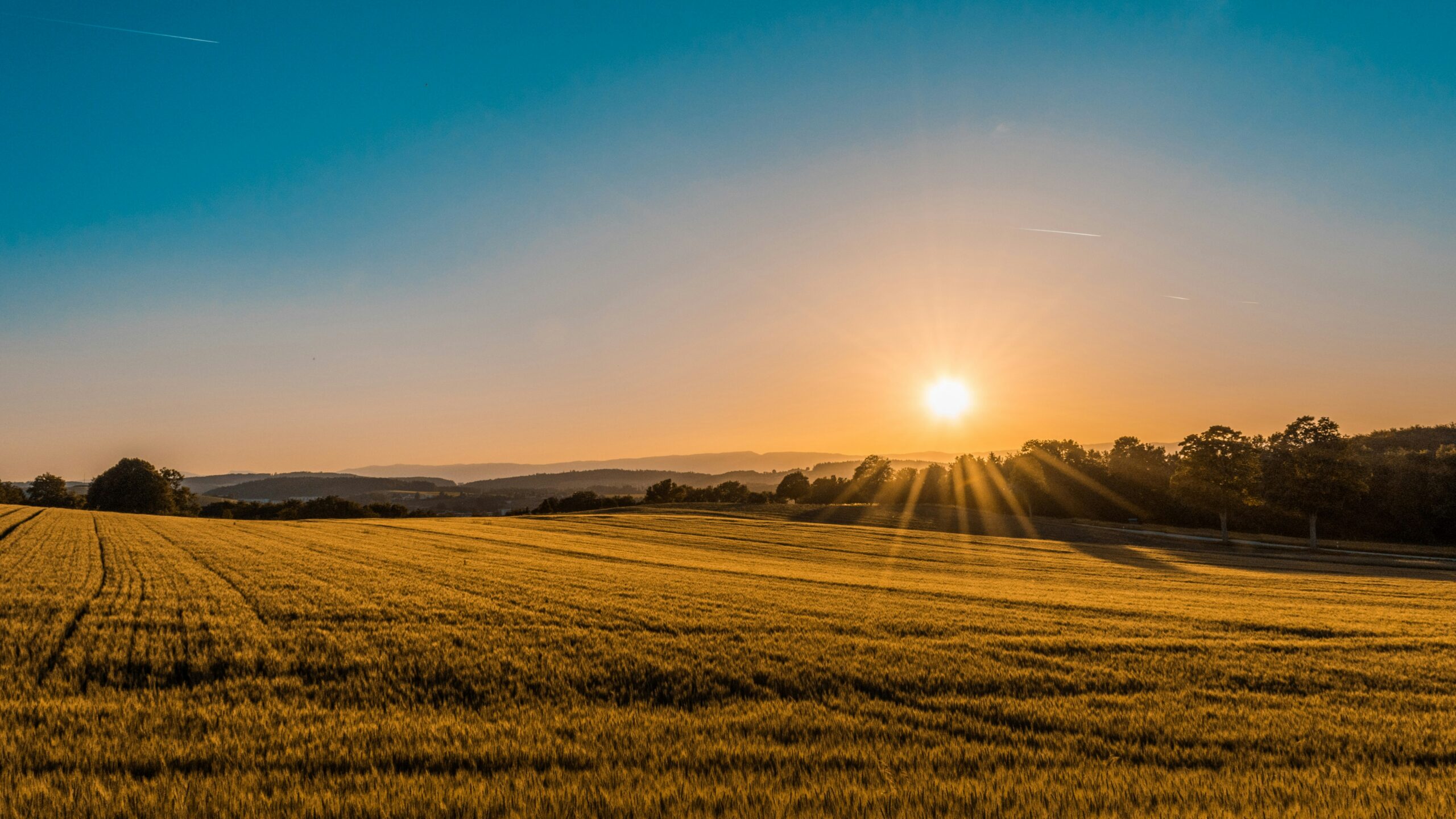 Velletri campagna laziale vigneti